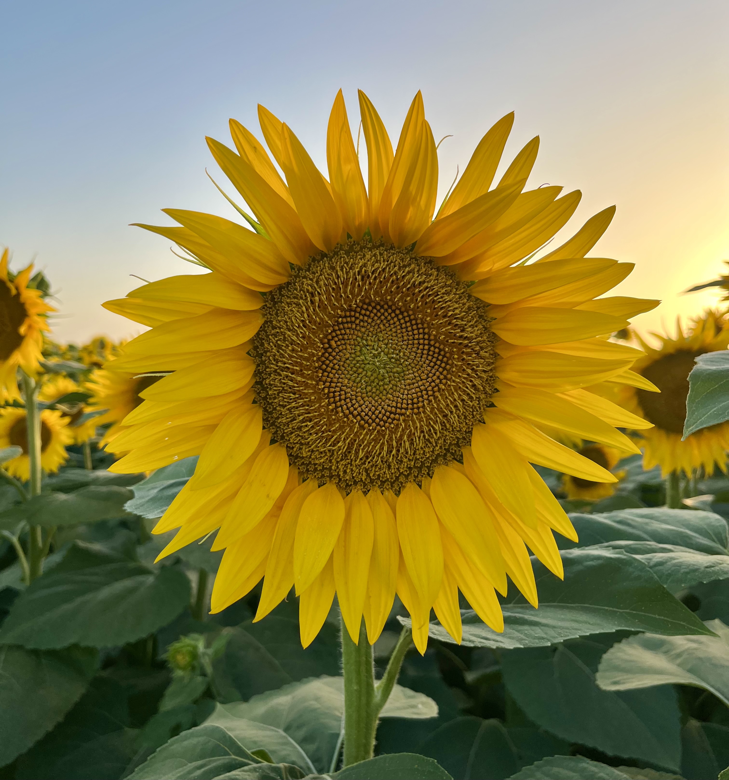 Sunflower - Mia Italian Property